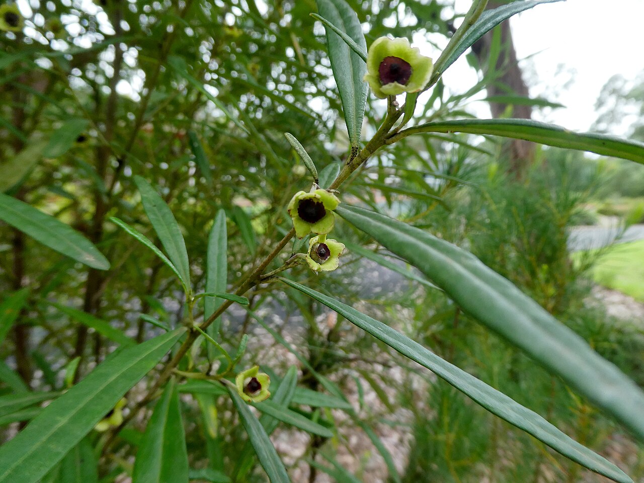 Beyeria lasiocarpa: Beyeria lasiocarpa flowering at Eurobodalla Botanic Garden, New South Wales