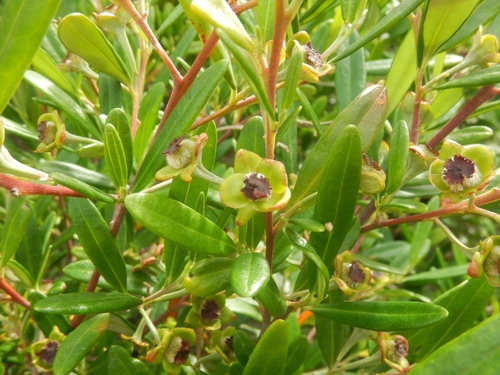 Beyeria lasiocarpa (Beyeria lasiocarpa)