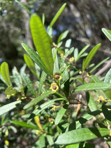 Beyeria lasiocarpa (Beyeria lasiocarpa)