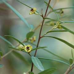Beyeria lasiocarpa (Beyeria lasiocarpa)