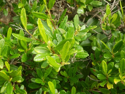Beyeria lasiocarpa (Beyeria lasiocarpa)