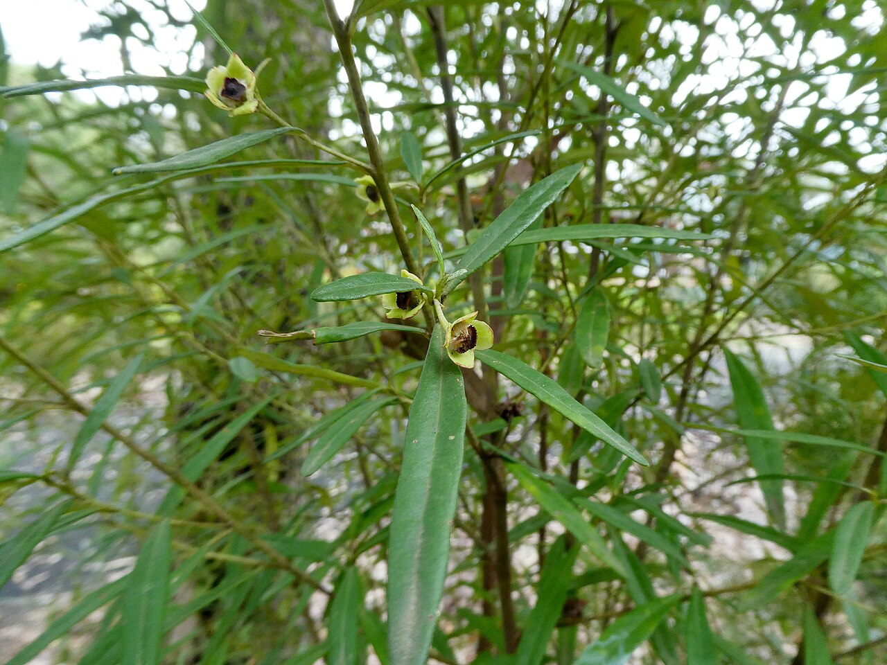 Beyeria lasiocarpa: Beyeria lasiocarpa flowering at Eurobodalla Botanic Garden, New South Wales