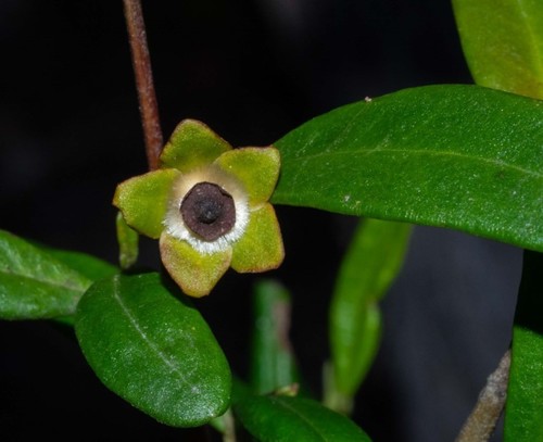 Beyeria lasiocarpa (Beyeria lasiocarpa)