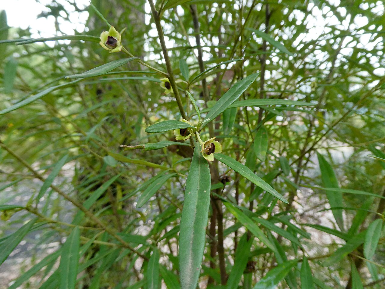 Beyeria lasiocarpa: Beyeria lasiocarpa flowering at Eurobodalla Botanic Garden, New South Wales