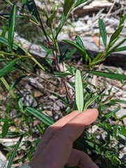 Beyeria lasiocarpa (Beyeria lasiocarpa)