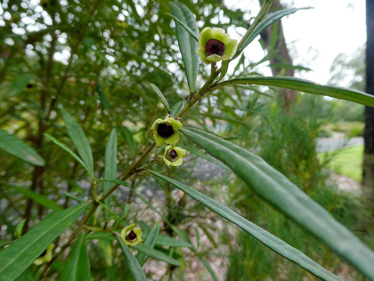 Beyeria lasiocarpa: Beyeria lasiocarpa flowering at Eurobodalla Botanic Garden, New South Wales