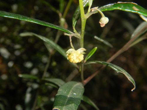 Beyeria lasiocarpa (Beyeria lasiocarpa)