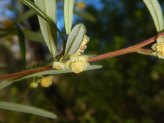 Beyeria lasiocarpa (Beyeria lasiocarpa)