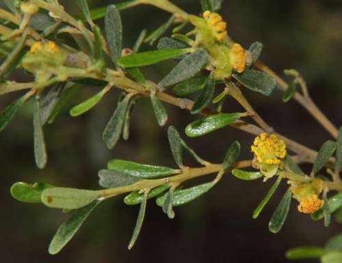 Beyeria opaca (Beyeria opaca)