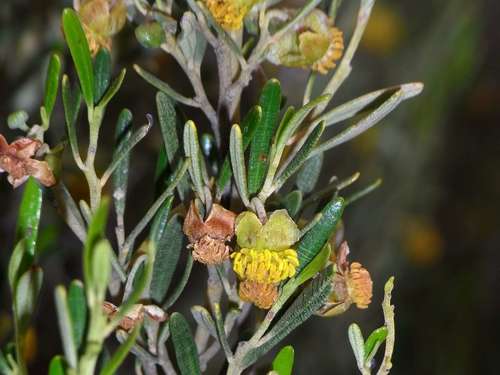 Beyeria opaca (Beyeria opaca)