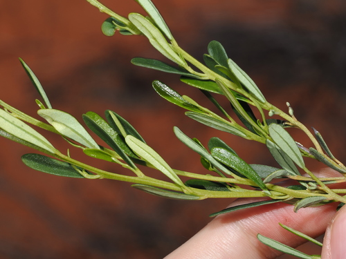 Beyeria opaca (Beyeria opaca)