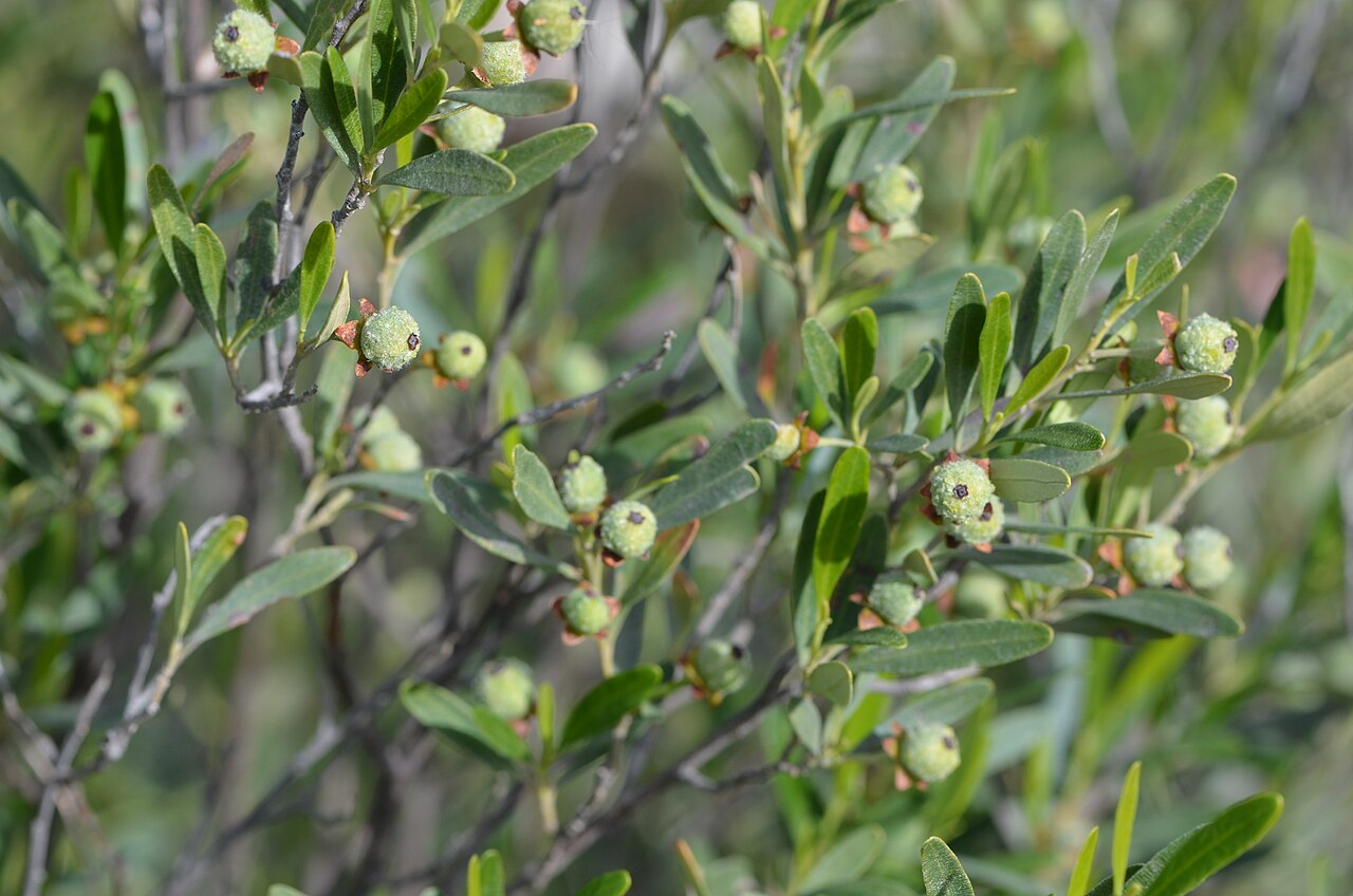 Beyeria viscosa: Sticky Wallaby Bush, Beyeria viscosa, Gin's Leap. First described by Labillardiere as Croton viscosus in Novae Hollandiae Plantarum Specimen 2(23): 72, t. 222 B