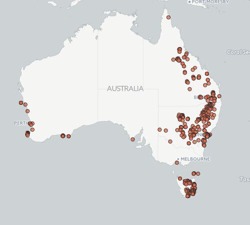 Beyeria viscosa: Another very peculiar distribution. AVH collection records for Beyeria viscosa,