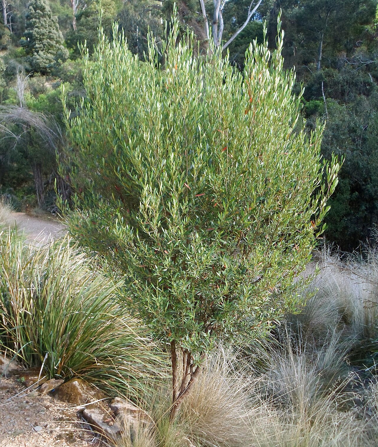 Beyeria viscosa: A young specimen of Beyeria viscosa in Snake Gully at the Cataract Gorge Reserve, Launceston where the species is a dominant understory shrub in shaded, dry par