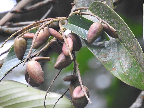 Bhesa indica: Bhesa indica fruiting branch in Anaimalai Hills, India