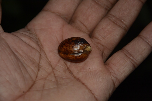 Bhesa indica (Bhesa indica)