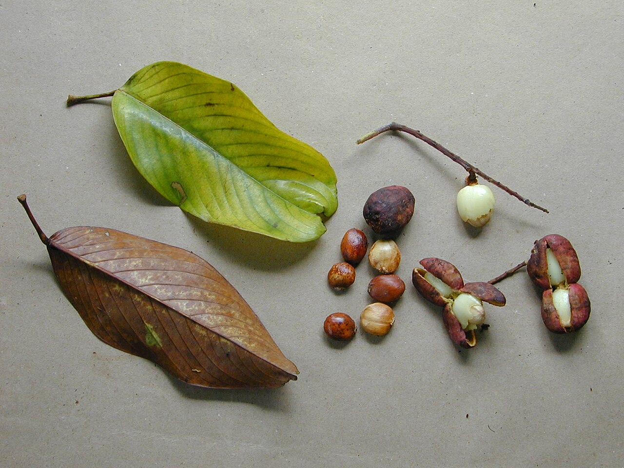 Bhesa indica: Bhesa indica leaves, dehisced fruits, and seeds in the Anamalai hills, Western Ghats, India