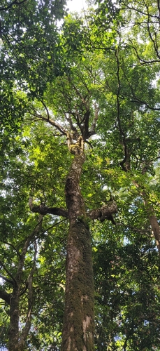 Bhesa indica (Bhesa indica)
