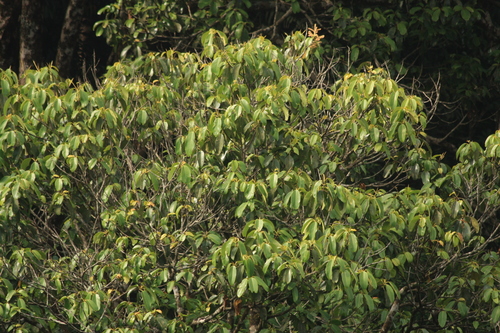 Bhesa indica (Bhesa indica)