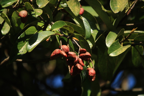 Bhesa indica (Bhesa indica)