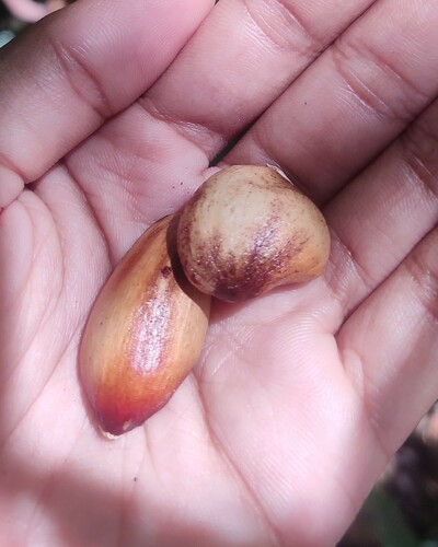 Bhesa indica (Bhesa indica)
