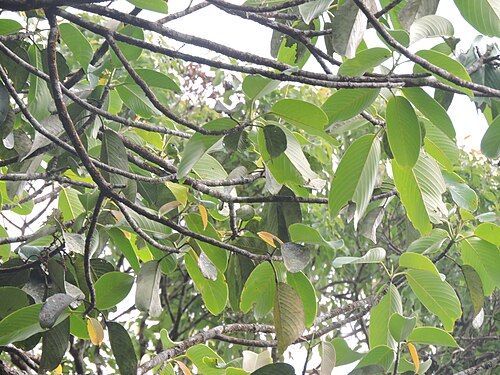 Bhesa indica: Young leaves and branches of Bhesa indica from an evergreen forest patch of Mankulam, Southern Western Ghats
