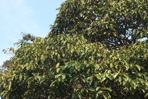 Bhesa indica (Bhesa indica)