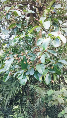 Bhesa indica (Bhesa indica)