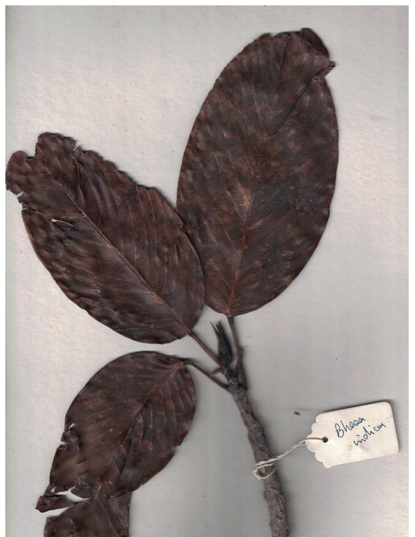 Bhesa indica: Herbarium scans from the Anamalai Hills