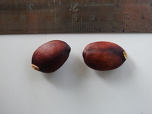 Bhesa indica: two seeds of Bhesa indica, a large tree species