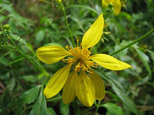 Kokolau: Koʻokoʻolau or Waianae kookoolau Asteraceae Endemic to the Hawaiian Islands (Oʻahu only) Rare Oʻahu (Cultivated) nativeplants.hawaii.edu/plant/view/Bidens_ample