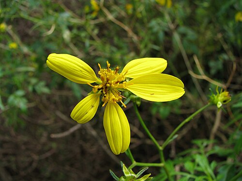 Kokolau: Koʻokoʻolau or Waianae kookoolau Asteraceae Endemic to the Hawaiian Islands (Oʻahu only) Rare Oʻahu (Cultivated) nativeplants.hawaii.edu/plant/view/Bidens_ample