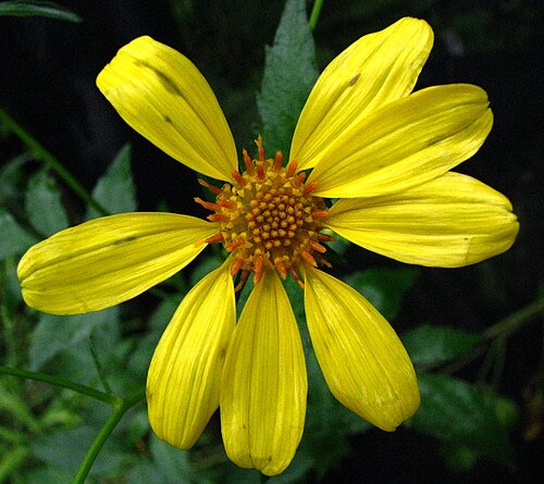 Kokolau: Koʻokoʻolau or Waianae kookoolau Asteraceae Endemic to the Hawaiian Islands (Oʻahu only) Rare Oʻahu (Cultivated) nativeplants.hawaii.edu/plant/view/Bidens_ample