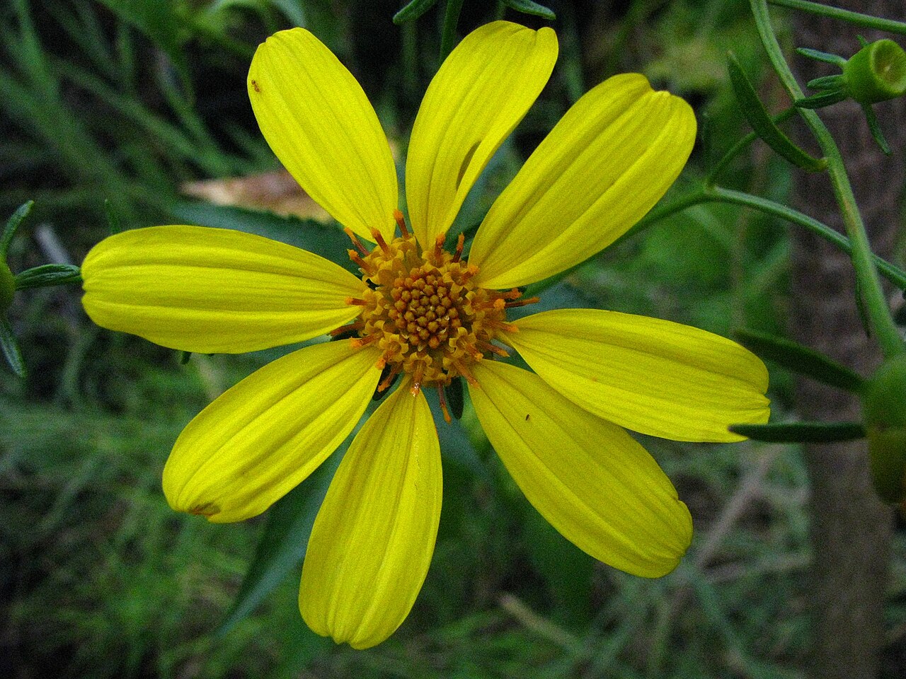 Kokolau: Koʻokoʻolau or Waianae kookoolau Asteraceae Endemic to the Hawaiian Islands (Oʻahu only) Rare Oʻahu (Cultivated) nativeplants.hawaii.edu/plant/view/Bidens_ample