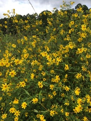 Bearded beggarticks (Bidens aristosa)