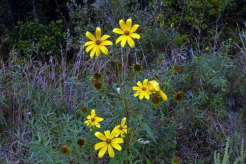 Bearded beggarticks: Bidens aristosa (midwestern beggar-ticks), Smithfield, RI
