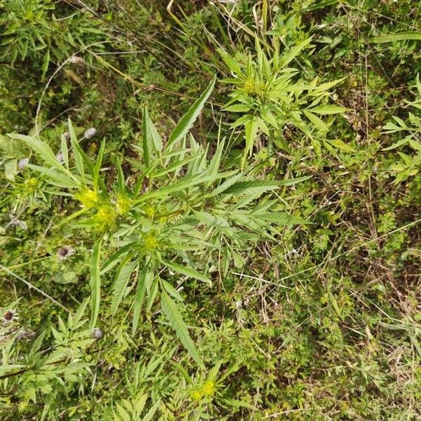 Bearded beggarticks (Bidens aristosa)