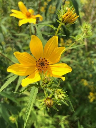 Bearded beggarticks (Bidens aristosa)