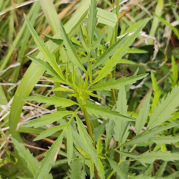 Bearded beggarticks (Bidens aristosa)