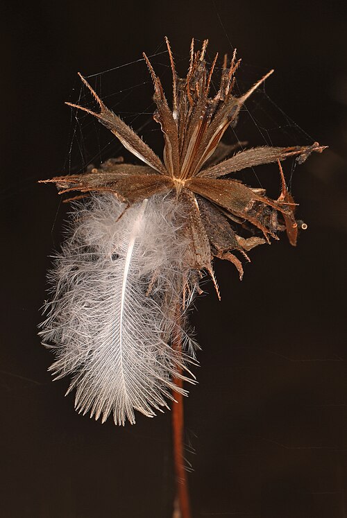 Bearded beggarticks: 313/365 - Tickseed - Bidens aristosa and feather, Mason Neck, Virginia, November 9, 2023