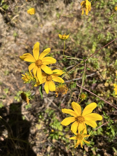 Bearded beggarticks (Bidens aristosa)