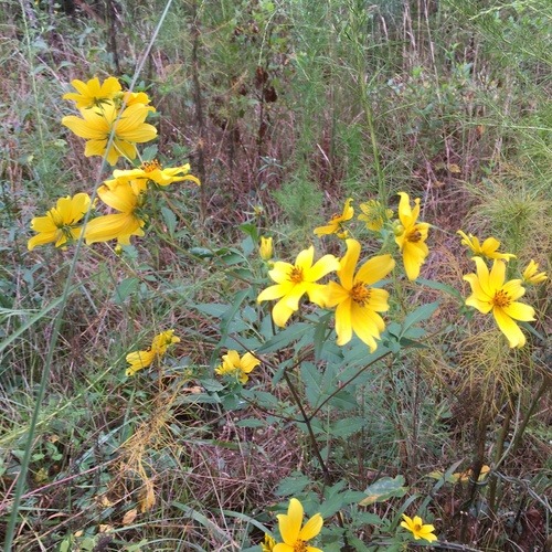 Bearded beggarticks (Bidens aristosa)