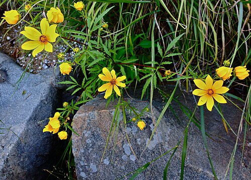 Bearded beggarticks: Photo of Bidens aristosa in flower. This is a native plant growing wild in the C & O Canal National Historic Park, Montgomery county Maryland, USA. This species