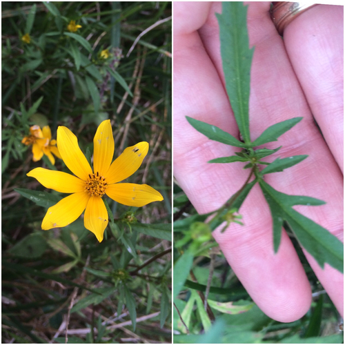 Bearded beggarticks (Bidens aristosa)