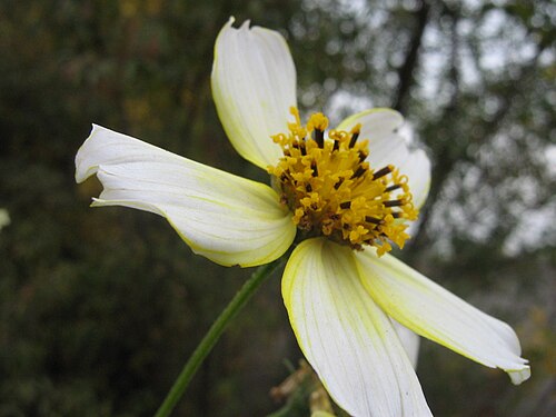 Arizona beggarticks: Bidens aurea , a weed