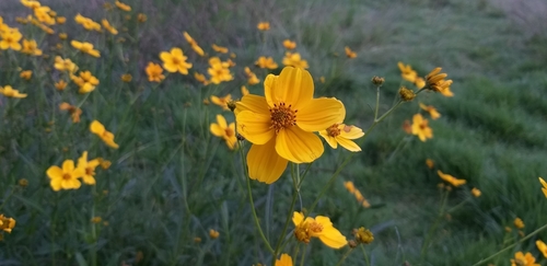 Arizona beggarticks (Bidens aurea)