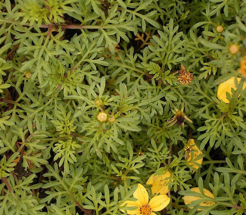 Arizona beggarticks: Bidens ferulifolia