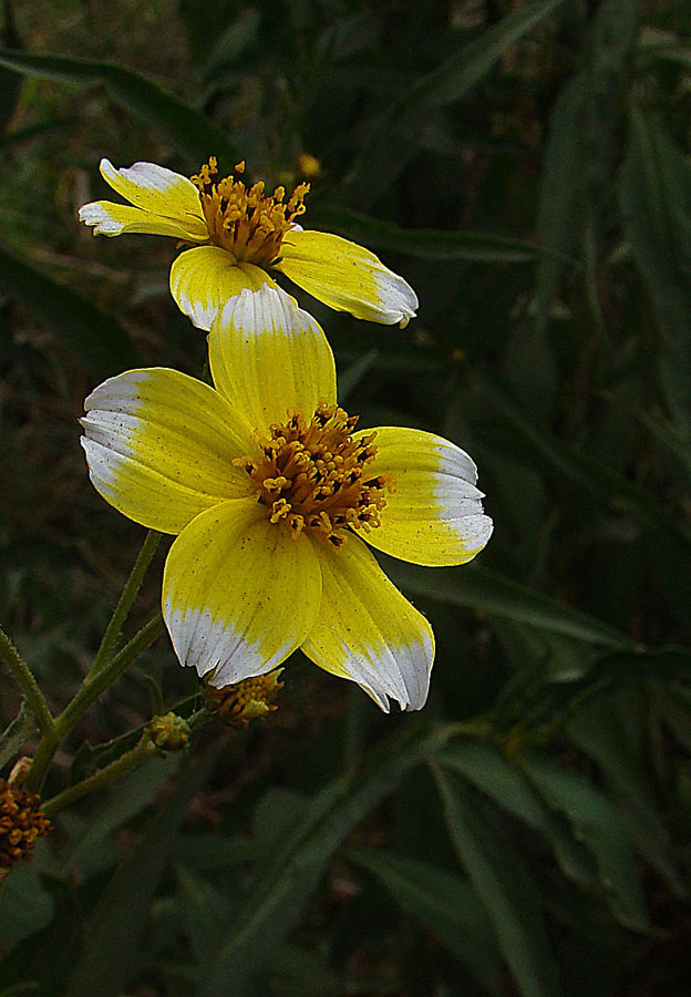 Arizona beggarticks: Known as Arizona Beggarticks, this is a widespread weed, and has naturalized in parts of South America. Photo from central Chile.