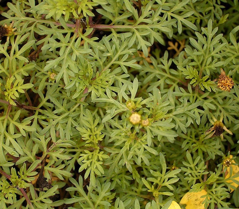 Arizona beggarticks: Bidens ferulifolia