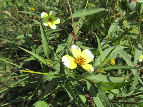 Arizona beggarticks (Bidens aurea)